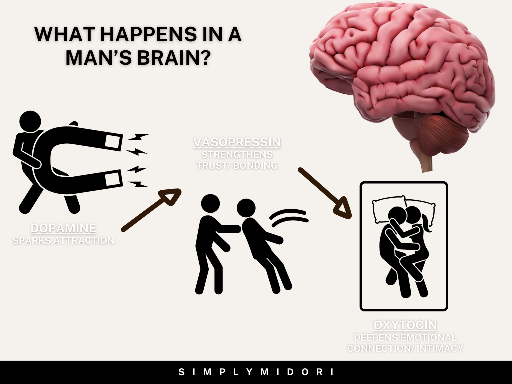 A simple flowchart showing the following:
Attraction (Dopamine) → Bonding (Vasopressin) → Intimacy (Oxytocin).